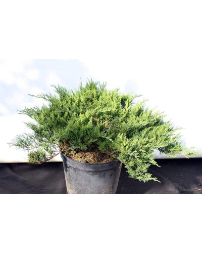 Ялівець козацький Тамарисцифолія | Juniperus sabina Tamariscifolia | Можжевельник казацкий Тамарисцифолия