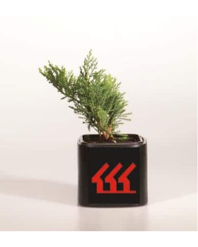 Ялівець козацький Тамарисцифолія | Juniperus sabina Tamariscifolia | Можжевельник казацкий Тамарисцифолия