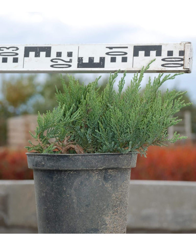Ялівець козацький Тамарисцифолія | Juniperus sabina Tamariscifolia | Можжевельник казацкий Тамарисцифолия