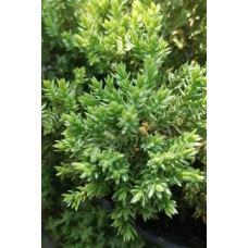 Ялівець лежачий Бонін Айслс / Бонін Айлс | Juniperus procumbens Bonin Isles | Можжевельник лежачий Бонин Айслс / Бонин Айлс