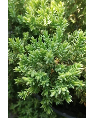 Ялівець лежачий Бонін Айслс / Бонін Айлс | Juniperus procumbens Bonin Isles | Можжевельник лежачий Бонин Айслс / Бонин Айлс