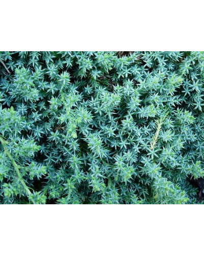 Ялівець лежачий Бонін Айслс / Бонін Айлс | Juniperus procumbens Bonin Isles | Можжевельник лежачий Бонин Айслс / Бонин Айлс