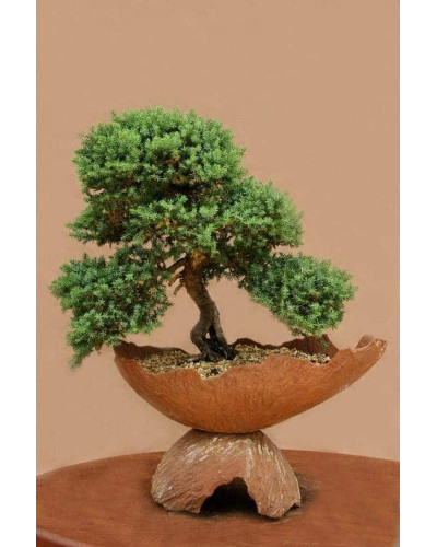 Ялівець лежачий Бонін Айслс / Бонін Айлс | Juniperus procumbens Bonin Isles | Можжевельник лежачий Бонин Айслс / Бонин Айлс