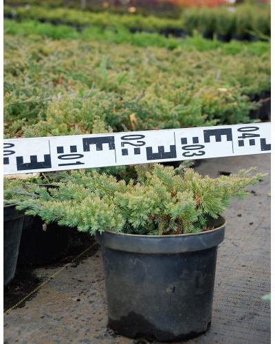 Ялівець лежачий Бонін Айслс / Бонін Айлс | Juniperus procumbens Bonin Isles | Можжевельник лежачий Бонин Айслс / Бонин Айлс