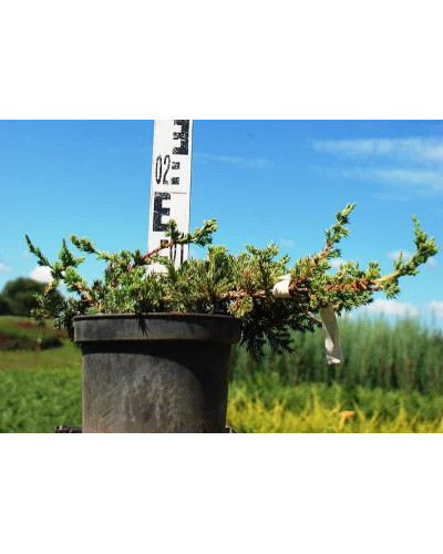 Ялівець лежачий Бонін Айслс / Бонін Айлс | Juniperus procumbens Bonin Isles | Можжевельник лежачий Бонин Айслс / Бонин Айлс
