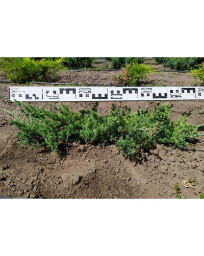 Ялівець лежачий Бонін Айслс / Бонін Айлс | Juniperus procumbens Bonin Isles | Можжевельник лежачий Бонин Айслс / Бонин Айлс