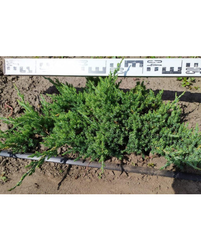 Ялівець лежачий Бонін Айслс / Бонін Айлс | Juniperus procumbens Bonin Isles | Можжевельник лежачий Бонин Айслс / Бонин Айлс