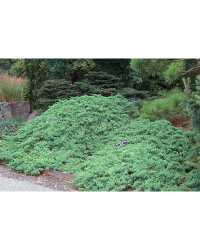 Ялівець лежачий Бонін Айслс / Бонін Айлс | Juniperus procumbens Bonin Isles | Можжевельник лежачий Бонин Айслс / Бонин Айлс
