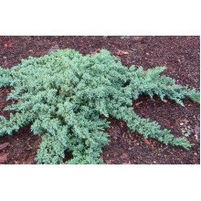 Ялівець лежачий Бонін Айслс / Бонін Айлс | Juniperus procumbens Bonin Isles | Можжевельник лежачий Бонин Айслс / Бонин Айлс