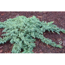 Ялівець лежачий Бонін Айслс / Бонін Айлс | Juniperus procumbens Bonin Isles | Можжевельник лежачий Бонин Айслс / Бонин Айлс