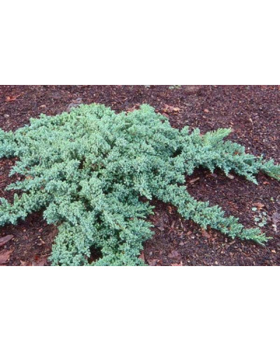 Ялівець лежачий Бонін Айслс / Бонін Айлс | Juniperus procumbens Bonin Isles | Можжевельник лежачий Бонин Айслс / Бонин Айлс