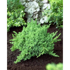 Ялівець лежачий Бонін Айслс / Бонін Айлс | Juniperus procumbens Bonin Isles | Можжевельник лежачий Бонин Айслс / Бонин Айлс