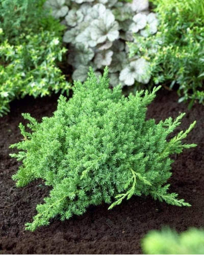 Ялівець лежачий Бонін Айслс / Бонін Айлс | Juniperus procumbens Bonin Isles | Можжевельник лежачий Бонин Айслс / Бонин Айлс