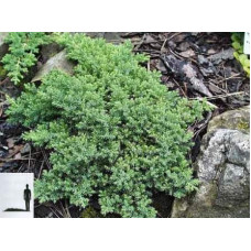 Ялівець лежачий Бонін Айслс / Бонін Айлс | Juniperus procumbens Bonin Isles | Можжевельник лежачий Бонин Айслс / Бонин Айлс