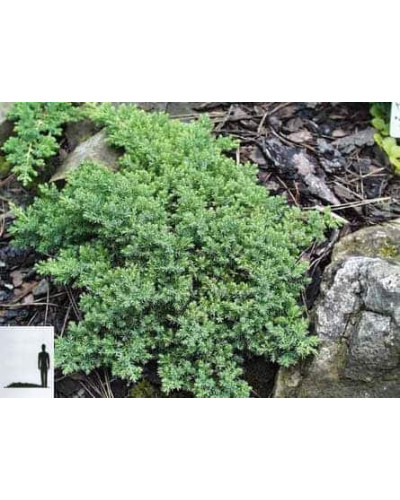 Ялівець лежачий Бонін Айслс / Бонін Айлс | Juniperus procumbens Bonin Isles | Можжевельник лежачий Бонин Айслс / Бонин Айлс