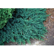 Ялівець лежачий Бонін Айслс / Бонін Айлс | Juniperus procumbens Bonin Isles | Можжевельник лежачий Бонин Айслс / Бонин Айлс