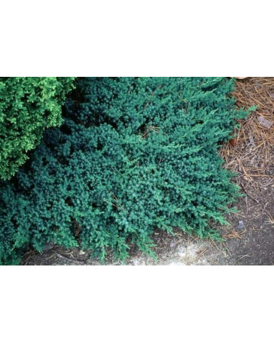Ялівець лежачий Бонін Айслс / Бонін Айлс | Juniperus procumbens Bonin Isles | Можжевельник лежачий Бонин Айслс / Бонин Айлс