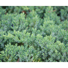 Ялівець лежачий Бонін Айслс / Бонін Айлс | Juniperus procumbens Bonin Isles | Можжевельник лежачий Бонин Айслс / Бонин Айлс