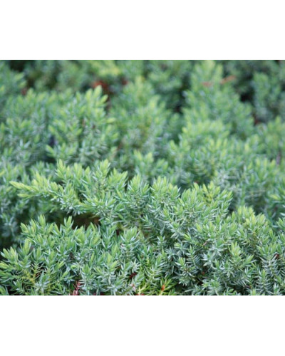 Ялівець лежачий Бонін Айслс / Бонін Айлс | Juniperus procumbens Bonin Isles | Можжевельник лежачий Бонин Айслс / Бонин Айлс