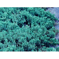 Ялівець лежачий Бонін Айслс / Бонін Айлс | Juniperus procumbens Bonin Isles | Можжевельник лежачий Бонин Айслс / Бонин Айлс