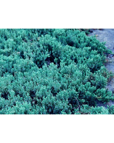 Ялівець лежачий Бонін Айслс / Бонін Айлс | Juniperus procumbens Bonin Isles | Можжевельник лежачий Бонин Айслс / Бонин Айлс