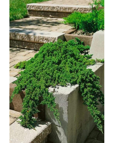 Ялівець лежачий Нана | Juniperus procumbens Nana | Можжевельник лежачий Нана
