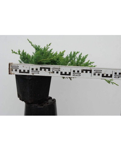 Ялівець лежачий Нана | Juniperus procumbens Nana | Можжевельник лежачий Нана