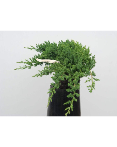 Ялівець лежачий Нана | Juniperus procumbens Nana | Можжевельник лежачий Нана