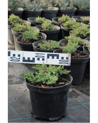 Ялівець лежачий Нана | Juniperus procumbens Nana | Можжевельник лежачий Нана