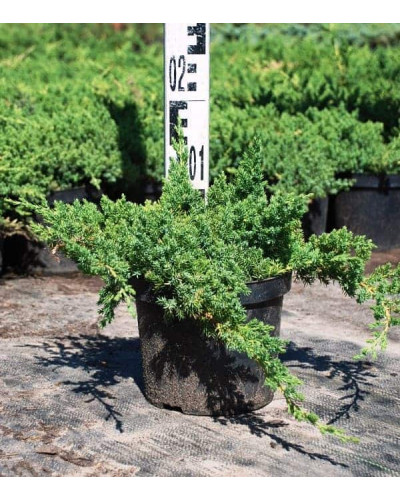 Ялівець лежачий Нана | Juniperus procumbens Nana | Можжевельник лежачий Нана