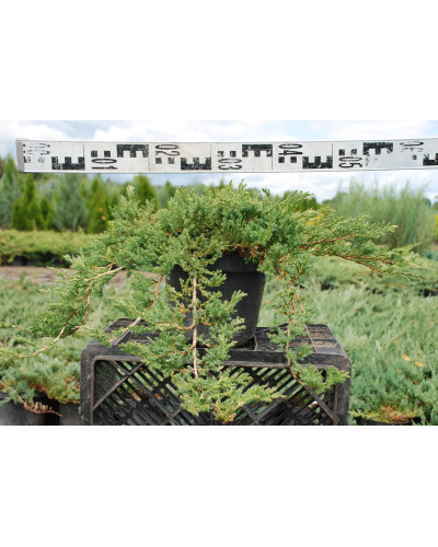 Ялівець лежачий Нана | Juniperus procumbens Nana | Можжевельник лежачий Нана