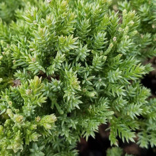 Ялівець лежачий Нана | Juniperus procumbens Nana | Можжевельник лежачий Нана