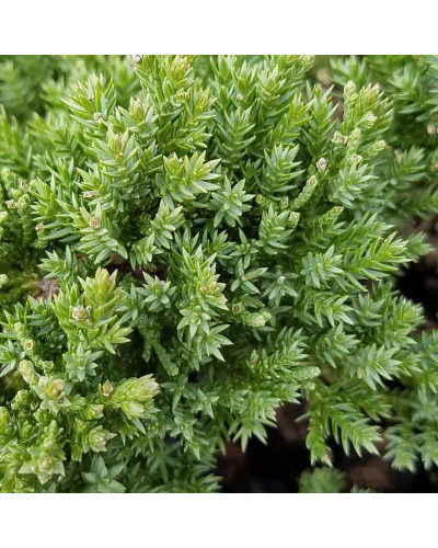 Ялівець лежачий Нана | Juniperus procumbens Nana | Можжевельник лежачий Нана