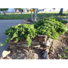 Ялівець лежачий Нана | Juniperus procumbens Nana | Можжевельник лежачий Нана
