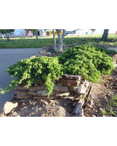Ялівець лежачий Нана | Juniperus procumbens Nana | Можжевельник лежачий Нана