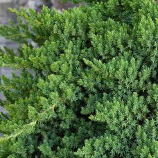 Ялівець лежачий Нана | Juniperus procumbens Nana | Можжевельник лежачий Нана