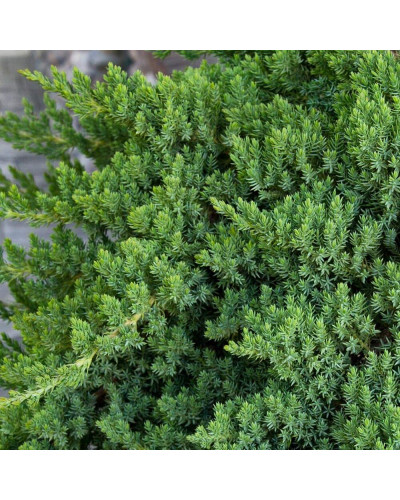 Ялівець лежачий Нана | Juniperus procumbens Nana | Можжевельник лежачий Нана