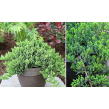 Ялівець лежачий Нана | Juniperus procumbens Nana | Можжевельник лежачий Нана