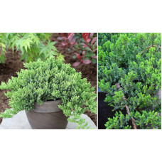 Ялівець лежачий Нана | Juniperus procumbens Nana | Можжевельник лежачий Нана