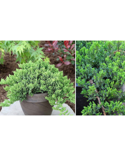 Ялівець лежачий Нана | Juniperus procumbens Nana | Можжевельник лежачий Нана