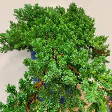 Ялівець лежачий Нана | Juniperus procumbens Nana | Можжевельник лежачий Нана