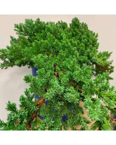 Ялівець лежачий Нана | Juniperus procumbens Nana | Можжевельник лежачий Нана