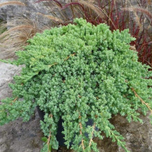 Ялівець лежачий Нана | Juniperus procumbens Nana | Можжевельник лежачий Нана