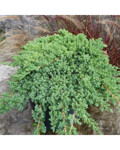 Ялівець лежачий Нана | Juniperus procumbens Nana | Можжевельник лежачий Нана