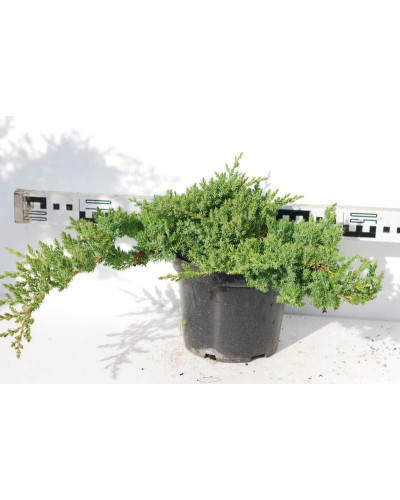 Ялівець лежачий Нана | Juniperus procumbens Nana | Можжевельник лежачий Нана