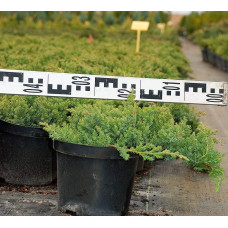 Ялівець лежачий Нана | Juniperus procumbens Nana | Можжевельник лежачий Нана