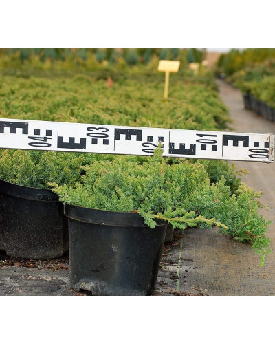 Ялівець лежачий Нана | Juniperus procumbens Nana | Можжевельник лежачий Нана