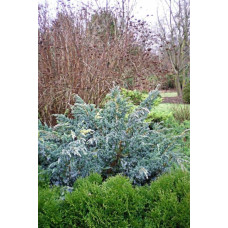 Ялівець лускатий Голден Флейм | Juniperus squamata Golden Flame | Можжевельник чешуйчатый Голден Флейм