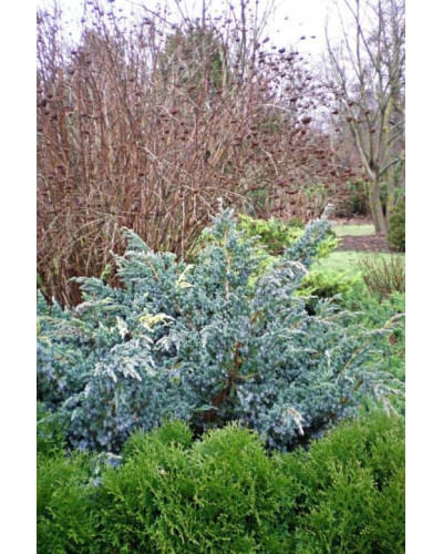 Ялівець лускатий Голден Флейм | Juniperus squamata Golden Flame | Можжевельник чешуйчатый Голден Флейм