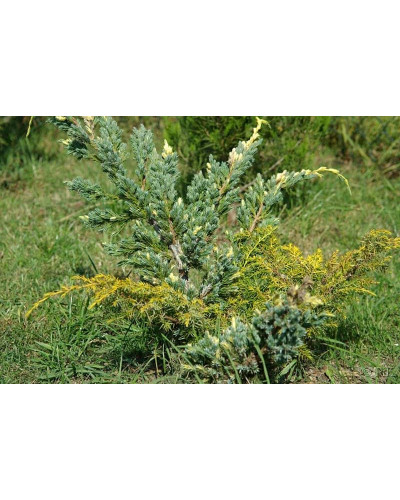 Ялівець лускатий Голден Флейм | Juniperus squamata Golden Flame | Можжевельник чешуйчатый Голден Флейм